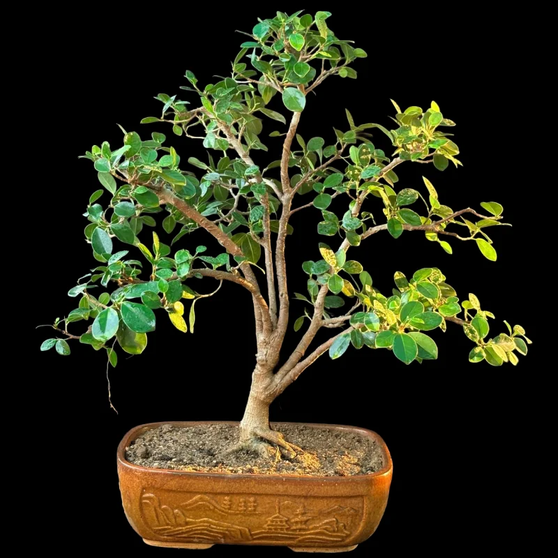 FICUS MICROCARPA